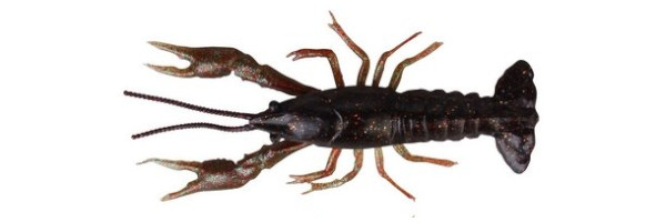 Savage Gear LB 3D Crayfish 8 cm 4g F 4 pcs - Black Brown