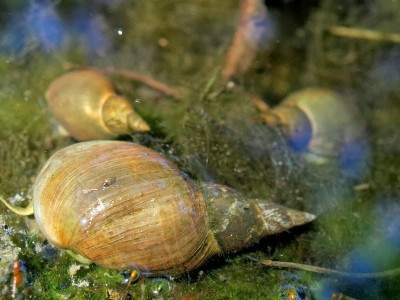 Subgrubs 'Natural Bait' Ready To Fish Bucket (Pellets + Liquid + Snails)